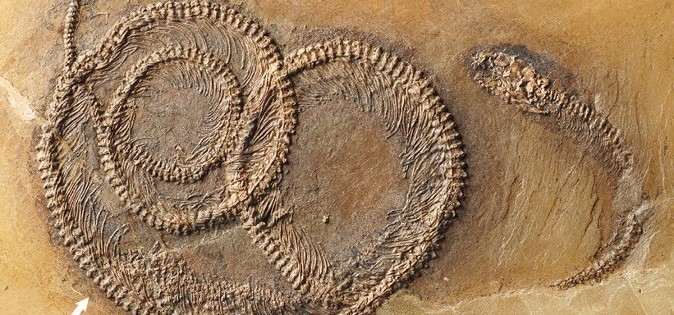 Krister T. Smith et al.,Palaeobio Palaeoenv. vol. 96, pp. 589-599, 2016.