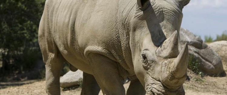 cover-r4x3w1000-58bec3e440385-rhinoceros-copie