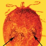 This fossilized tick in amber contains mammalian blood.
© JOURNAL OF MEDICAL ENTOMOLOGY / GEORGE POINAR