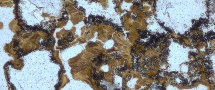 These bubbles found in rocks of 3.48 billion years were probably formed by bacteria.
UNSW
